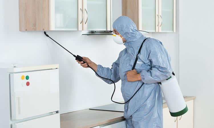 شركة تنظيف المنزل من الحشرات